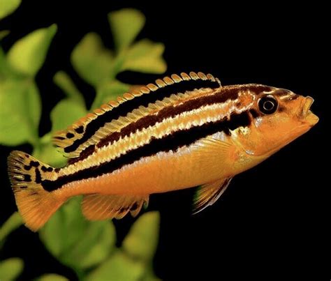 auratus|Auratus cichlid (golden mbuna, malawi golden) care .